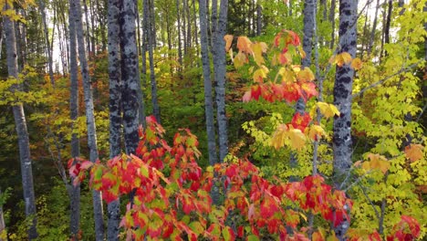 Volando-A-Través-De-árboles-Forestales-Con-Colores-De-Licencia-Otoñal