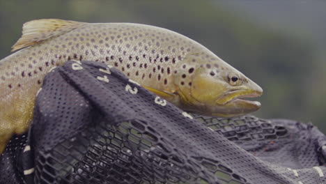 a fish jumps in a net