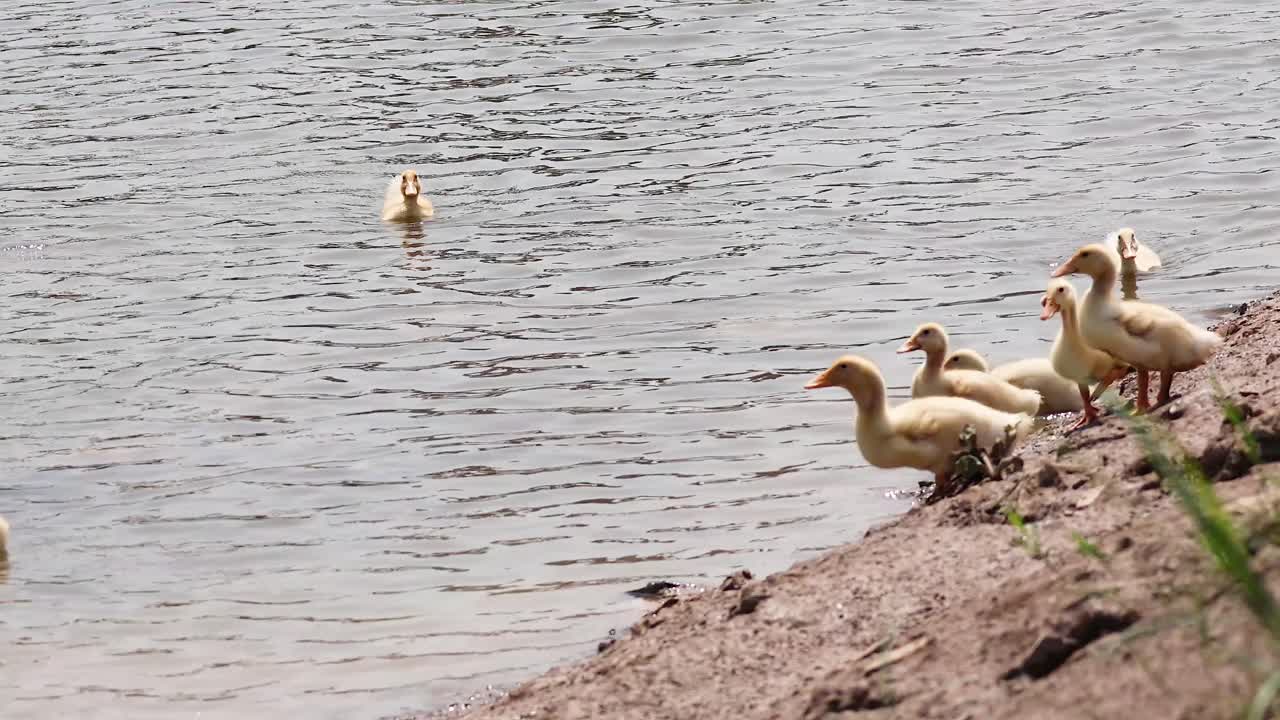 Anatre che nuotano e camminano lungo la riva del fiume