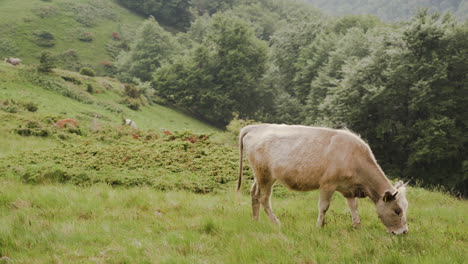 herd of brown cattles on green mountain slope in summer day