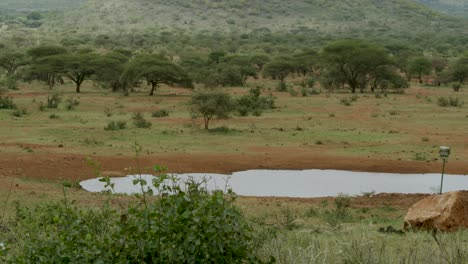 wildlife animals drinking at waterhole in tsavo national park in kenya