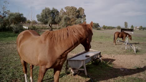 Horses-on-ranch-field-in-daytime