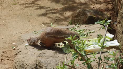 Ardilla-De-Tierra-Rayada-Comiendo-Verduras-En-El-Jardín-Zoológico