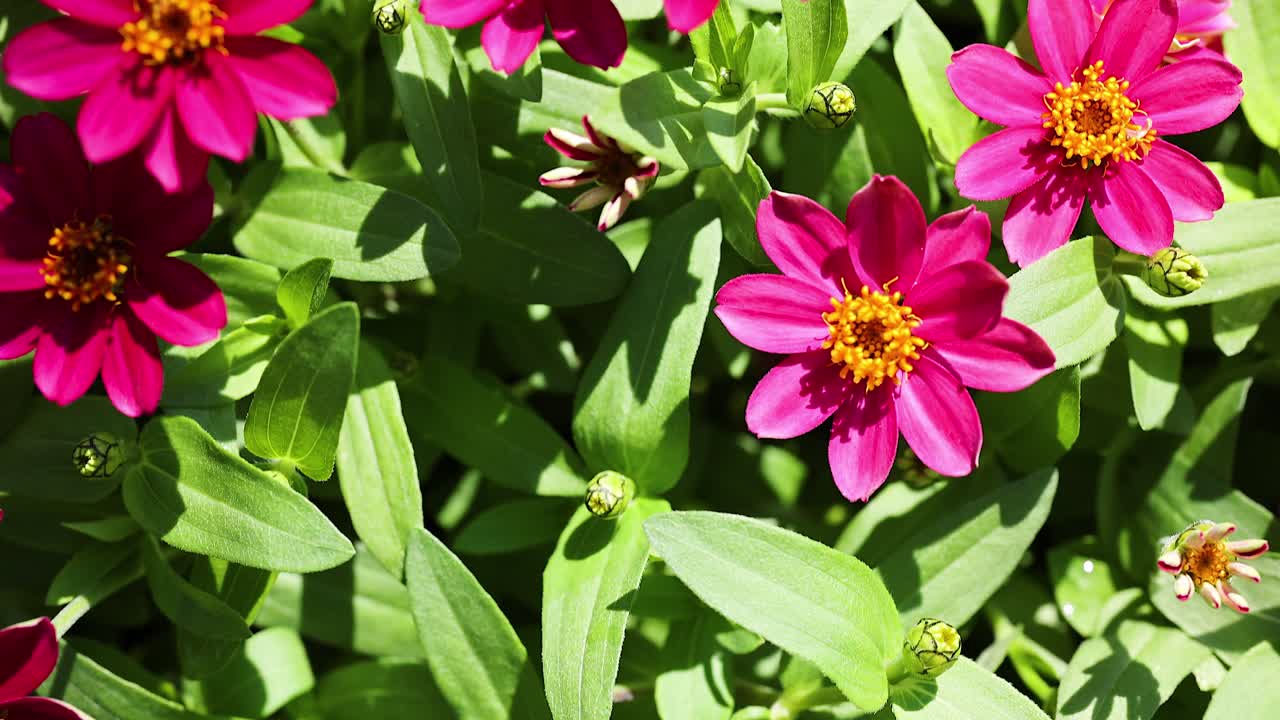 крупный план цветов розовой зиннии