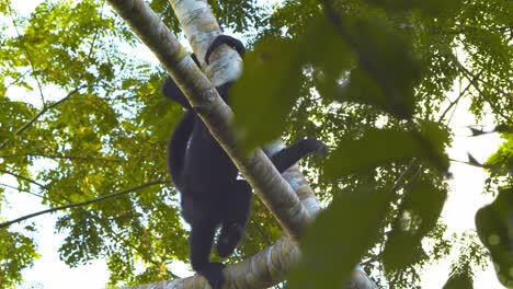 spider monkey moving from branch to branch in rain forest canopy in slow motion looking down