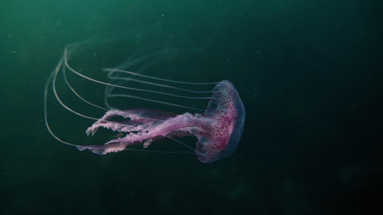 Graceful purple jellyfish drifting in deep ocean with calm elegance