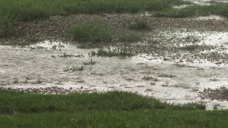 überfluteter-Garten,-Starker-Regen,-Sturm,-Australien,-Victoria,-Gippsland,-Maffra