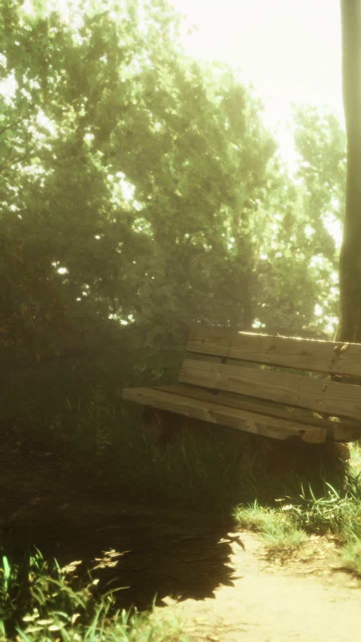 Wooden bench under sunlight in a tranquil green park at midday