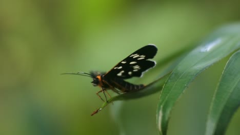 Mariposa-Negra-Encaramada-En-Hojas,-Video-Hd-De-Insecto