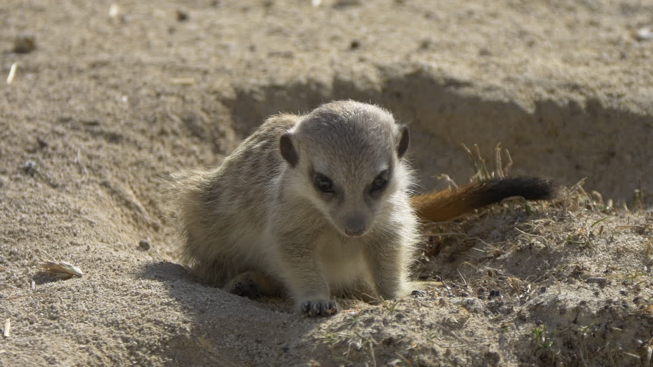 Super slow motion of wild Meerkat chewing food after hunting prey in sunlight - close up shot