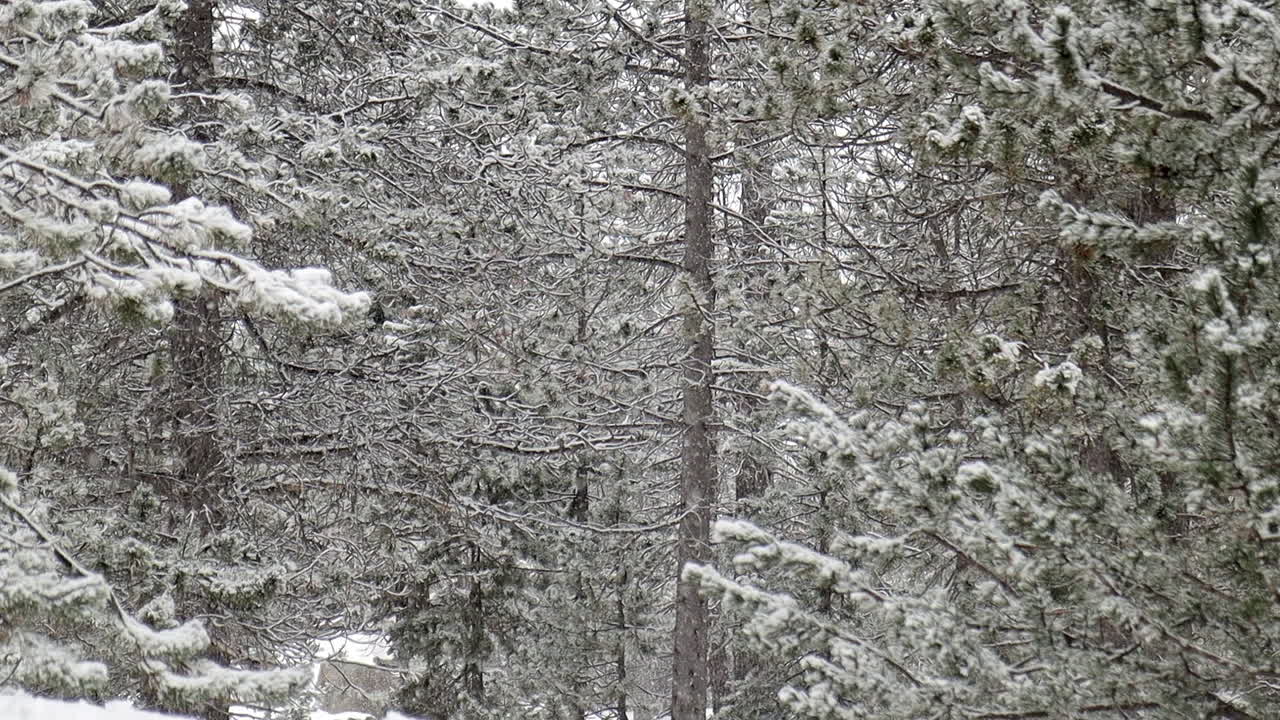 안도라의 숲에 눈이 내리는 방식의 느린 여행 - 유럽