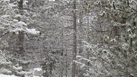 Slow-traveling-of-how-it-snows-in-a-forest-in-Andorra---Europe