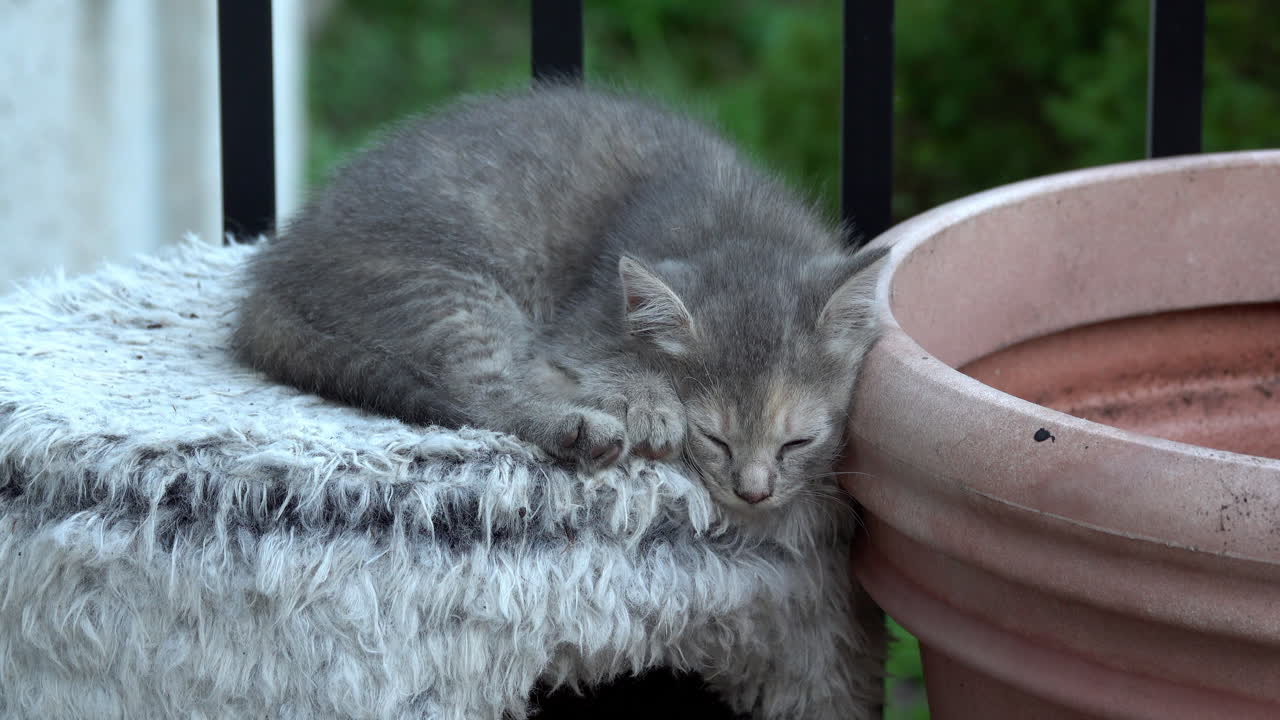 Gray kitten sleeps on top of cat shelter.