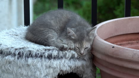gray kitten sleeps on top of cat shelter.