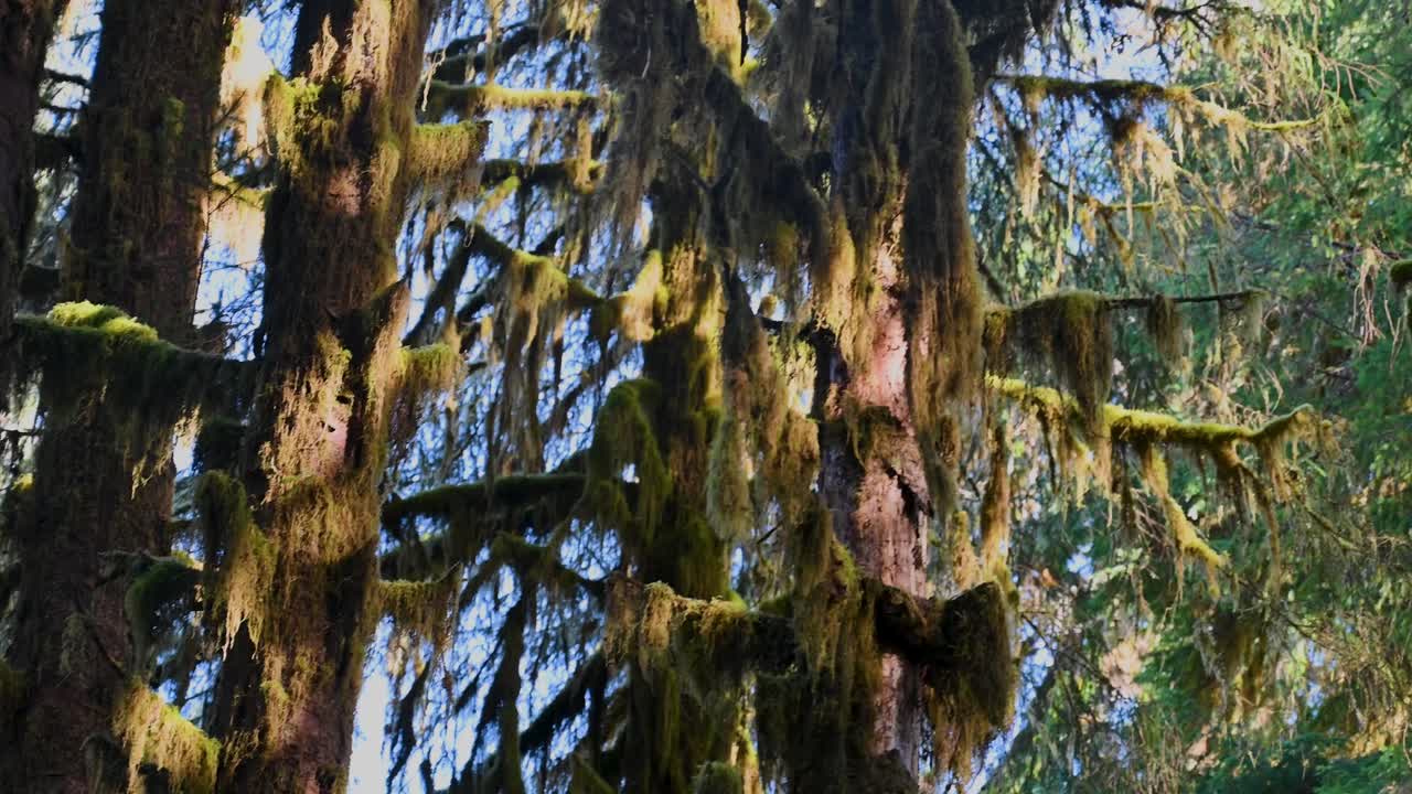 Sunlight illuminates moss-covered branches high in the canopy of a Pacific Northwest rainforest