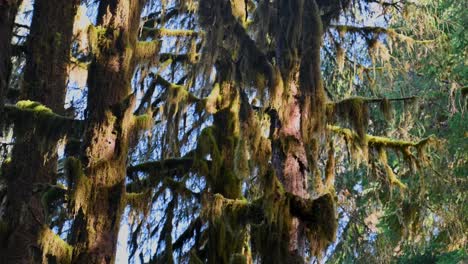 sunlight illuminates moss-covered branches high in the canopy of a pacific northwest rainforest