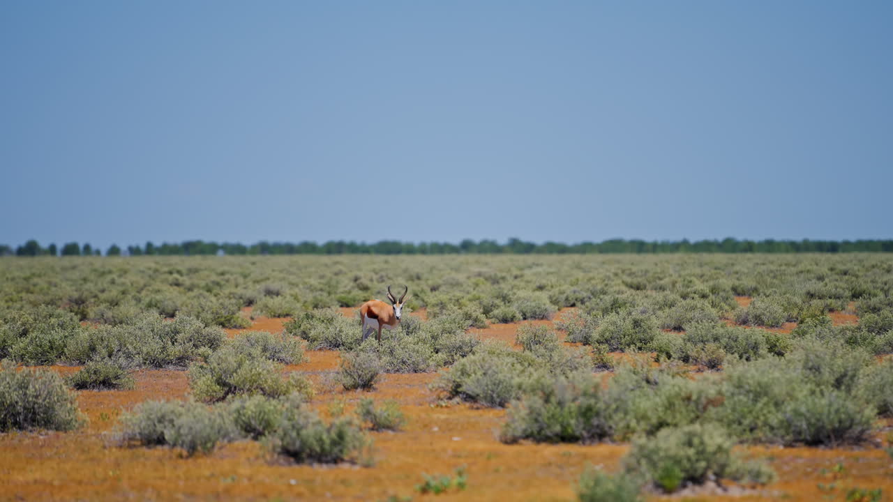 Springbok in the African Savanna
