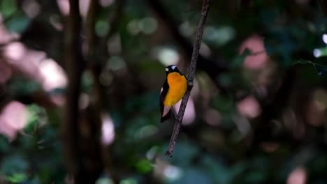 perched on a hanging twig looking around deep in the forest as its yellow-orange color is emphasized, yellow-rumped flycatcher ficedula zanthopygia, kaeng krachan national park, thailand