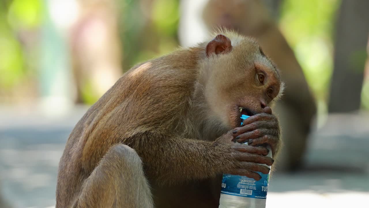 A southern pig-tailed macaque interacts with a water bottle in a sunlit forest setting in Phuket, Thailand