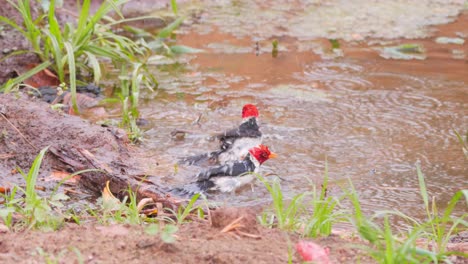 two red crested cardinals taking a bath