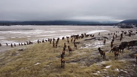following a herd of elks from low on a cloudy day in winter, an aerial shot