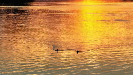 a pair of loons cross lake illuminating the golden-hour sunset