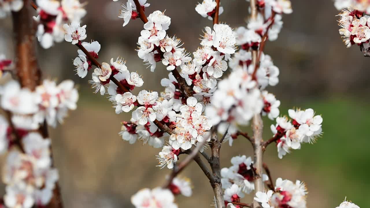 Api che impollinano i fiori di un albero di albicocco in fiore