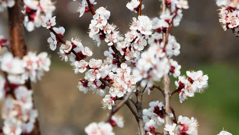 Abejas-Polinizando-Las-Flores-De-Un-Albaricoquero-En-Flor