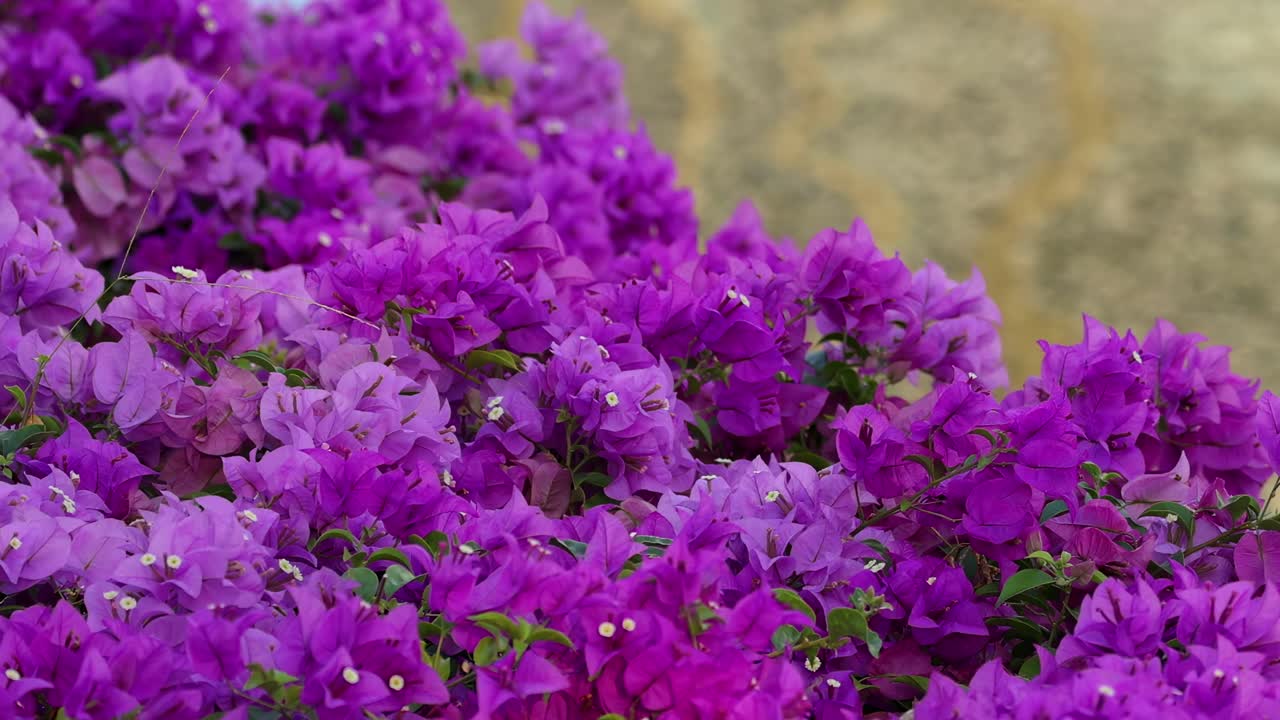 las vibrantes buganvillas púrpuras florecen junto a las aguas tranquilas