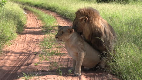 wild african lions mating in game reserve in africa