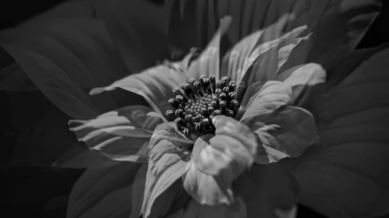 Black and white close-up of a flower with layered petals, shot from above