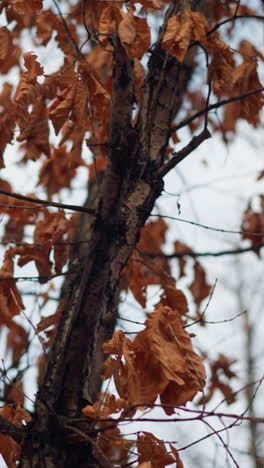 las hojas secas de otoño se aferran a las ramas delgadas, balanceándose suavemente en el viento contra el cielo suave, el follaje marchitado captura la esencia de la transición estacional