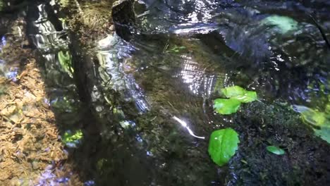 water running through creek