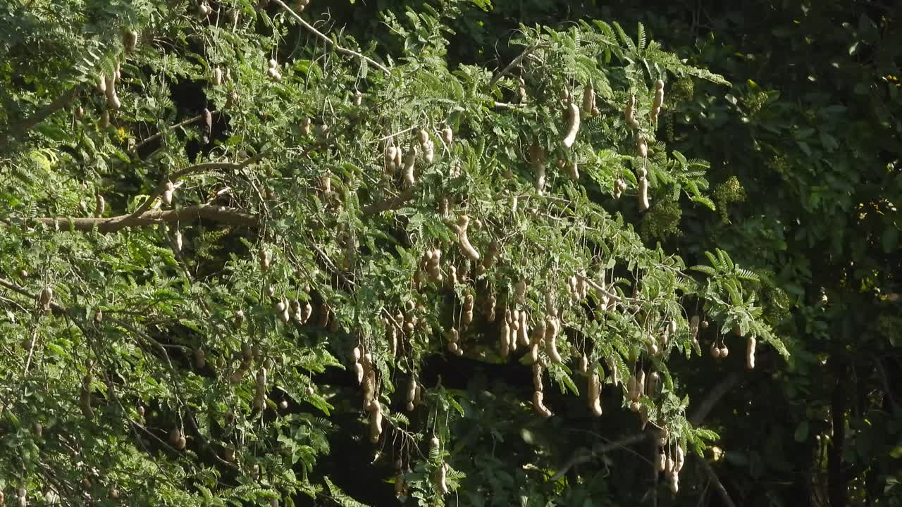 el tamarindo - fruta - alimento