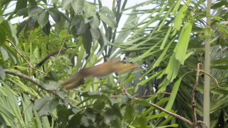 mono ardilla de cabeza negra bajando y saltando de un árbol a otro a través del dosel de la selva tropical