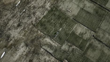 aerial top down view of canoe boats on seaweed plantation field, indonesia