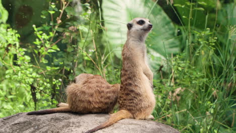 two meerkats on a rock in a green environment