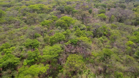 tropical jungle forest. canopy trees, mature crowns form a continuous layer over the forest floor. texture concept