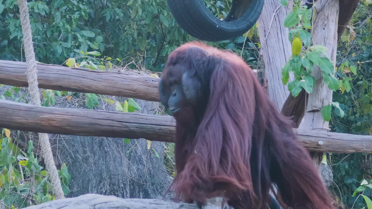 An orangutan explores a wooden structure with tires in a lush, green environment.