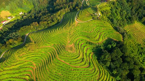 stunning drone footage of vineyard-covered hills in the heart of prlekija, jeruzalem slovenia, stretching alongside a lush forest with a backdrop of blue skies