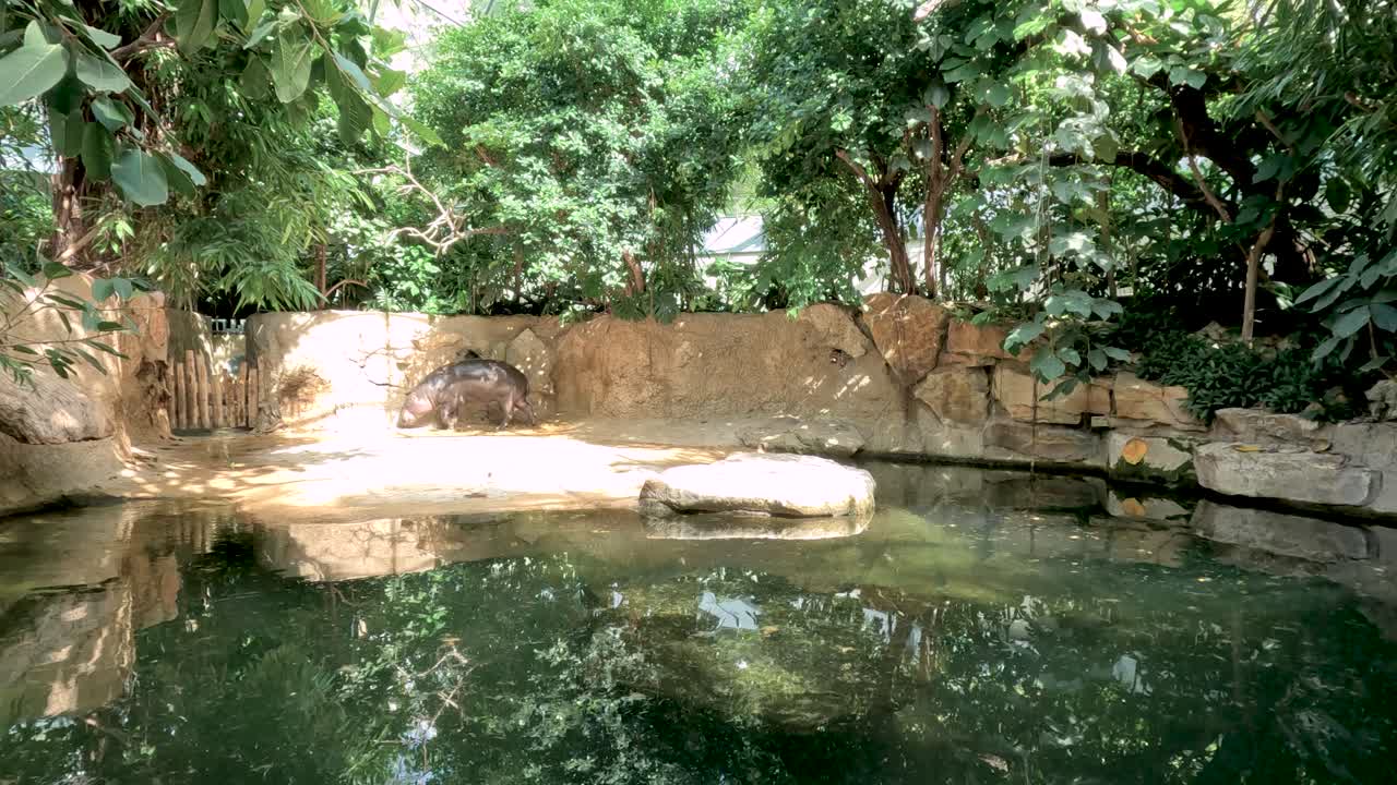 A hippopotamus lies beside a tranquil pool in a leafy, naturalistic zoo enclosure. Daylight illuminates the scene, captured in a steady wide shot