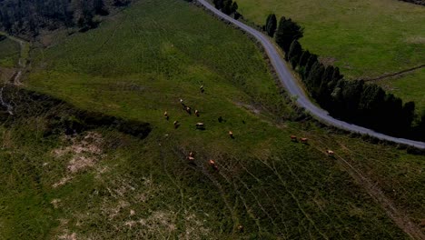 Cattle-herd-made-up-of-organic-cows-grazing-in-a-natural-mountain-environment-in-the-wild-and-free-near-a-road-on-a-cool-and-sunny-day