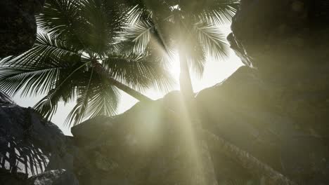 grandes palmeras en la cueva de piedra con rayos de luz solar