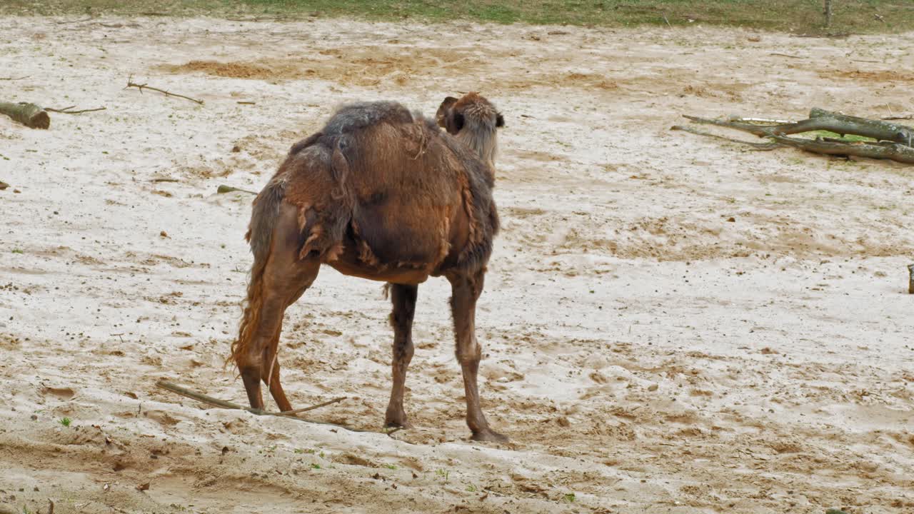 camello árabe mirando alrededor en el paisaje del desierto