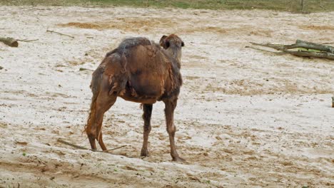 arabian camel looking around in desert landscape