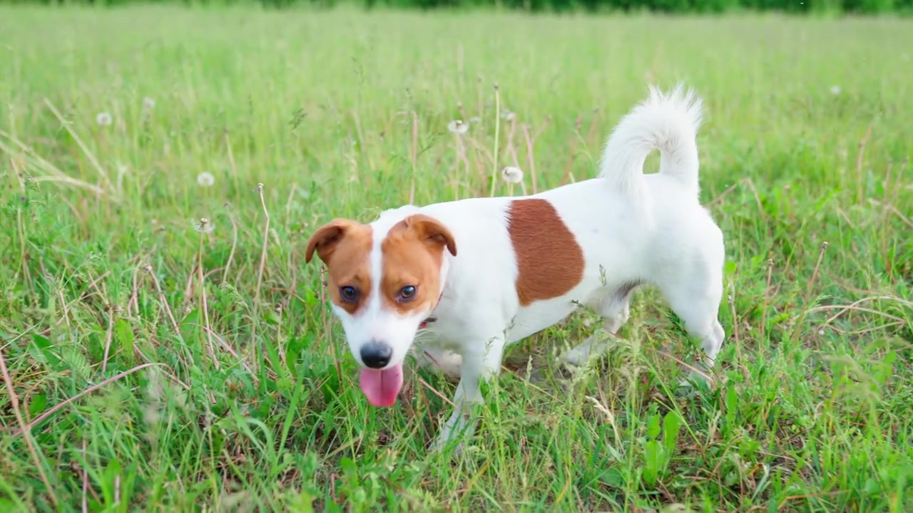 Süßer Jack Russell Terrier Hund schnüffelt im grünen Gras auf einem Feld