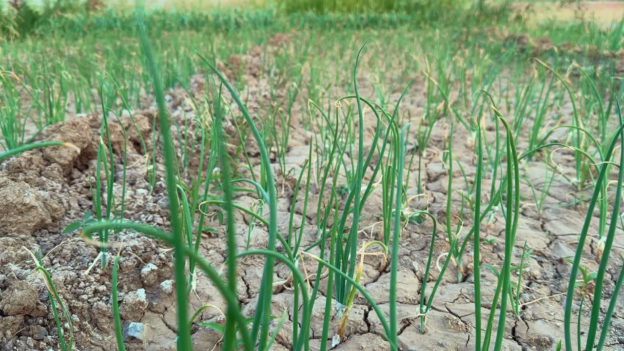 dolly in shot of fresh onion vegetable growing in the vegetable garden.