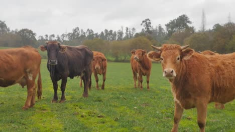 curious black cow and brown cows standing on green pasture