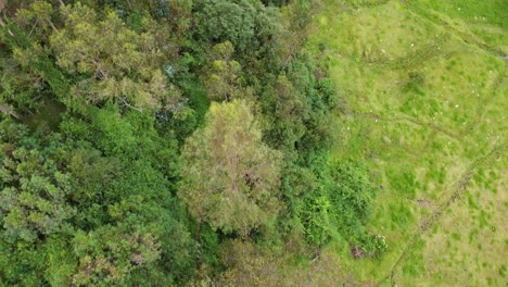 Erstaunliche-Luftaufnahme-Eines-Mannes,-Der-Durch-Den-Wald-Rennt