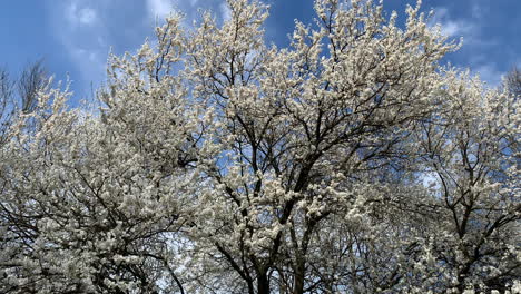 Cherry-blossoms-in-full-bloom